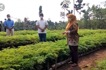 Pandeglang jadikan Desa Suka Mulya pusat pembibitan sengon