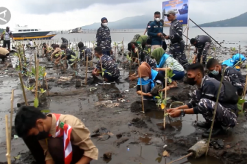 Sering dieksploitasi, Lanal Ternate tanam 1.000 bibit mangrove