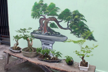 Menggerakkan perekonomian warga melalui Kampung Bonsai   