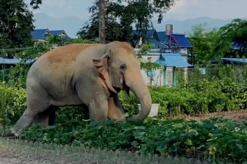 Tiga gajah liar sambangi kantor polisi di Yunnan, China
