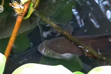 Menilik budidaya ikan gabus di lereng Merapi