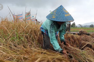 Sumbar kejar target produksi padi 1,5 juta ton