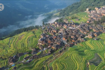 Melihat pemandangan musim panen padi dari udara di Guizhou