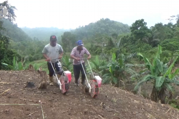 Dukung produksi jagung nasional, Pemkab Poso target panen 20 ribu ton