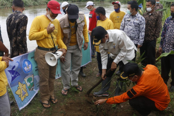 Pemkab Pasaman Barat tanam bambu antisipasi dampak banjir Batang Saman