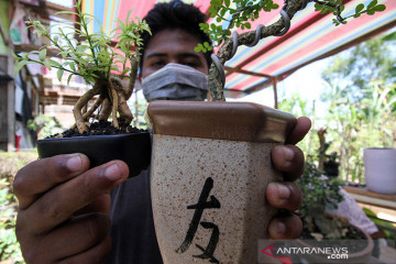 Usaha bonsai bangkit di tengah pandemi