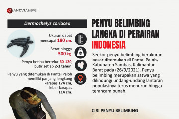 Penyu belimbing langka di perairan Indonesia