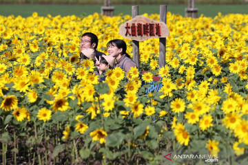 1,7 juta bunga matahari bermekaran di Taman Oomagari-kohan