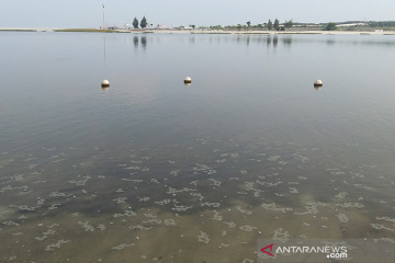 Riza: Penyebab pencemaran Teluk Jakarta masih tunggu hasil Dinas LH