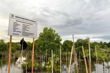 Cakupan rehabilitasi mangrove 2021 melampaui target