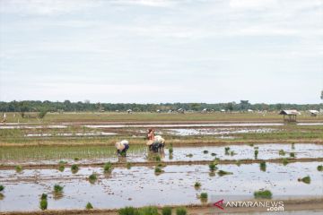 Pertani pasok benih padi sebanyak 25.203 ton hingga Oktober 2021