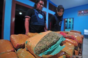 Tangkapan ganja 45 kg di Jambi