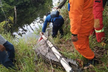 Seekor buaya muara tiga meter dilepas liar di Sungai Penarik Natuna