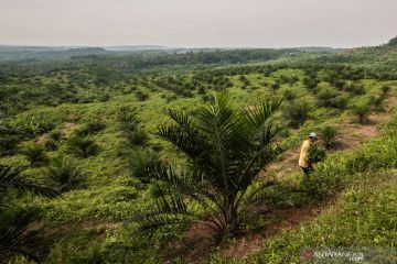 Target peremajaan sawit di Indonesia