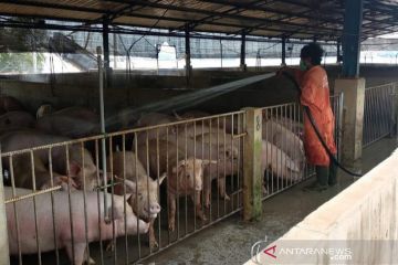 Ekspor babi Pulau Bulan ke Singapura capai 1.000 ekor per hari
