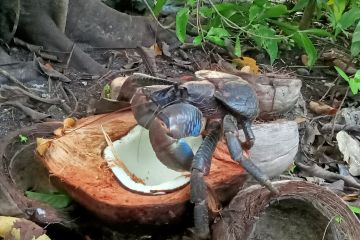 LIPI belum rekomendasi penjualan ketam kenari di Raja Ampat