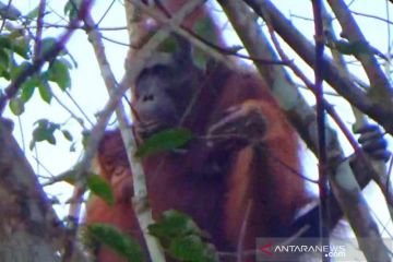 BKSDA Pos Sampit temukan induk dan anak orangutan di kebun warga