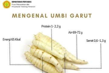 Pangan fungsional umbi-umbian bagi penderita diabetes