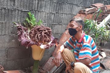 Petugas lihat tanaman mirip bunga bangkai di halaman rumah warga