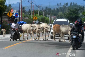 Ternak sapi berkeliaran di jalur trans Sulawesi