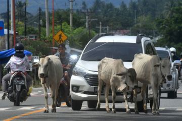 Ternak berkeliaran di jalan nasional
