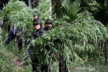 Penggerebekan Ladang Ganja Di Aceh