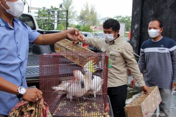 Penyerahan hewan langka dan dilindungi sitaan selundupan