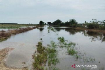 600 hektare lahan pertanian Babulu Kabupaten Penajam terendam banjir