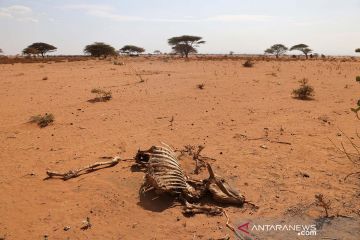 Hewan-hewan mati akibat kemarau panjang di Kenya