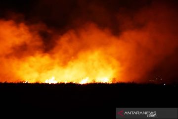 Kebakaran lahan tebu di Madiun