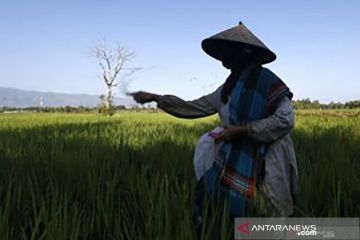 Pupuk Sriwidjaja: Program Makmur beri manfaat nyata bagi petani