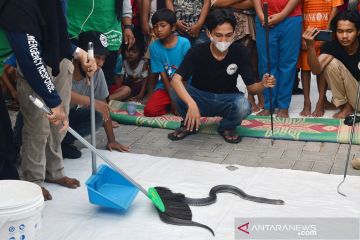 Sahabat Reptil Bekasi edukasi warga cara menangani gigitan ular