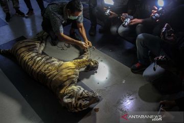 Harimau Sumatera mati terjerat di Riau