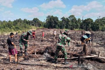 TNI perbatasan ikut tradisi nugal padi suku Dayak di Sintang