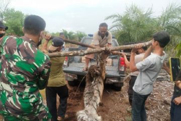 Harimau sumatera ditemukan mati terjerat di Bengkalis