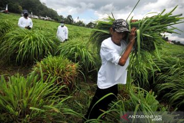 Potensi bisnis menjanjikan dari tanaman serai wangi