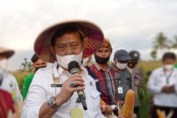 Mentan dorong petani di NTT asuransikan tanaman padi