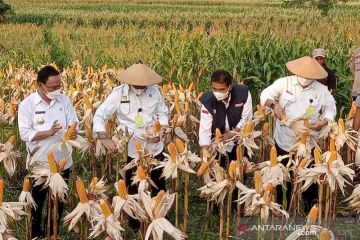 Menteri Pertanian inginkan sektor pertanian di NTT berkembang pesat