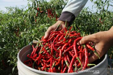 Harga jual cabai keriting di tingkat petani rendah