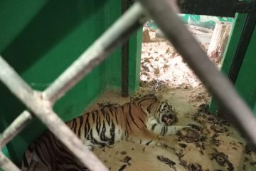 BKSDA Jambi memulihkan kesehatan harimau masuk perangkap di Merangin