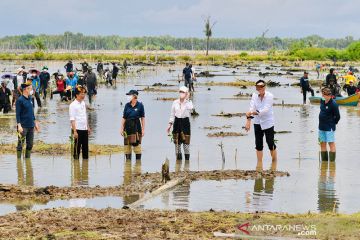 Presiden Jokowi tanam mangrove bersama para dubes di Tana Tidung
