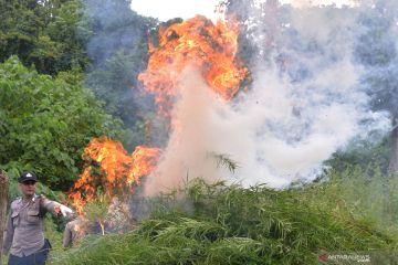 Pemusnahan ganja di pegunungan Seulawah