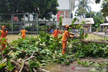 Pemkab Kepulauan Seribu antisipasi pohon tumbang pada musim hujan