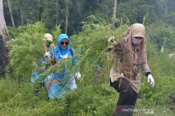 Musnahkan tanaman ganja di Gunung Seulawah, Aceh Besar
