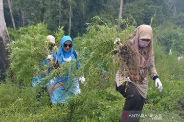 BNN musnahkan 3,5 hektare ladang ganja di Aceh Besar