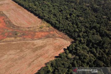 Deforestasi hutan Brazil