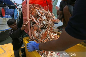 Aturan untuk tangkap rajungan