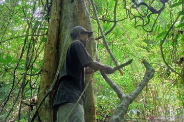 Tali kuning, andalan suku Moi Papua atasi berbagai penyakit