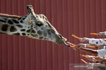 Asyiknya memberi makan jerapah di kebun binatang Meksiko