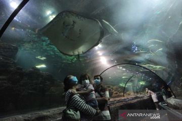 Anak usia di bawah 12 tahun boleh masuk SeaWorld Ancol